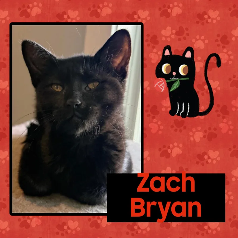 A baby small-sized male Black American Shorthair cat named Zach Bryan for adoption in Kearney, NE