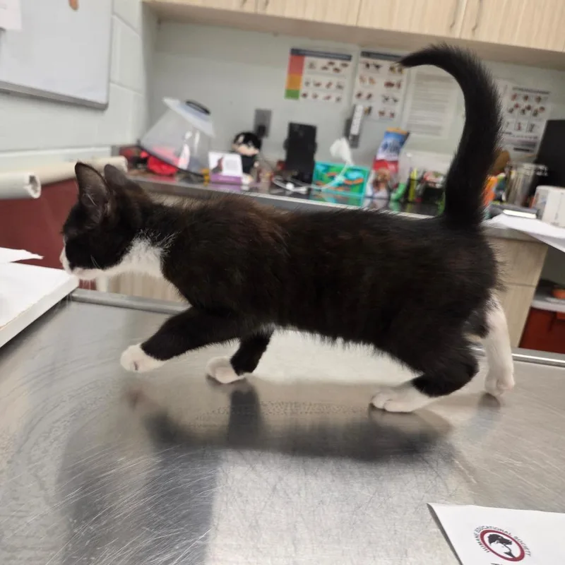 A baby small-sized male Black Domestic Short Hair cat named Tuxie for adoption in Chattanooga, TN