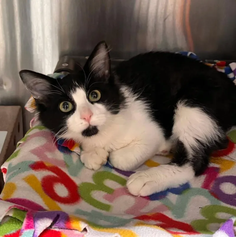 A young medium-sized male Domestic Medium Hair cat named Felix for adoption in Stillwater, OK