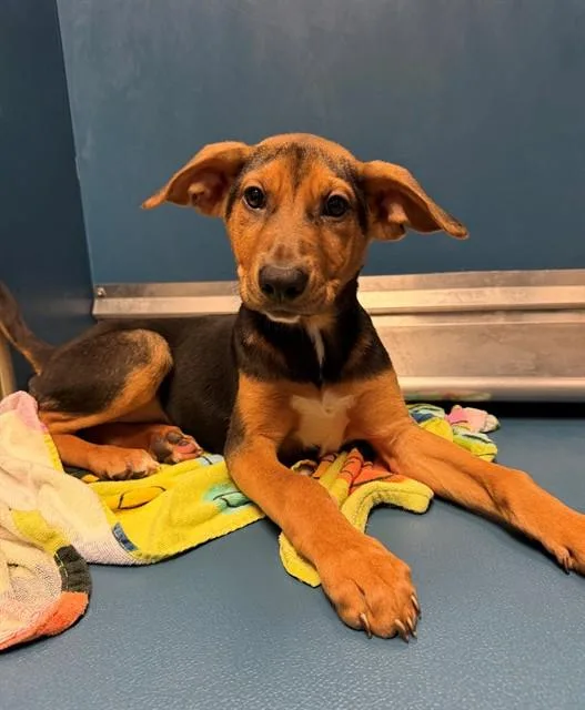 A baby small-sized female Rhodesian Ridgeback dog named Dewdrop for adoption in Conroe, TX