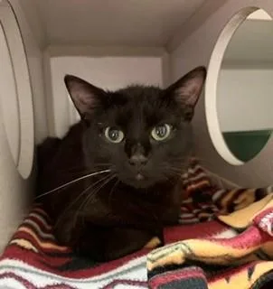 A young medium-sized female Black Domestic Short Hair cat named Champagne for adoption in Mason City, IA