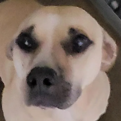 An adult small-sized male Yellow / Tan / Blond / Fawn Mixed Breed dog named Nickel for adoption in Las Cruces, NM