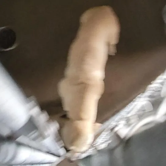 Nickel thumbnail 4