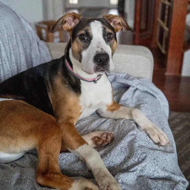 An adult medium-sized female Brown / Chocolate Boxer dog named Tilly D for adoption in Minnetonka, MN