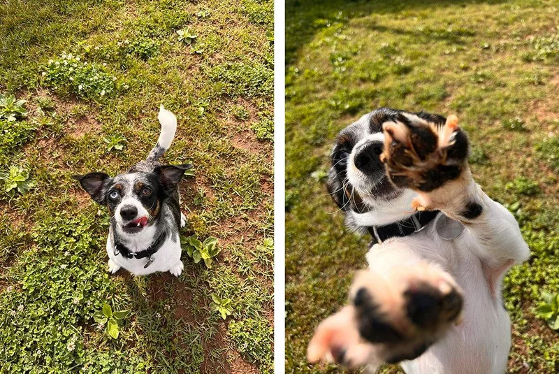An adult medium-sized female Mixed Breed dog named Oreo for adoption in Weaverville, NC