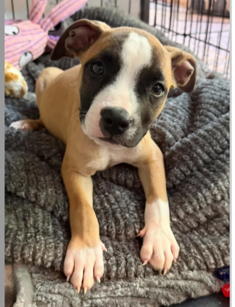 A baby medium-sized male Mixed Breed dog named Kenny for adoption in Milwaukee, WI