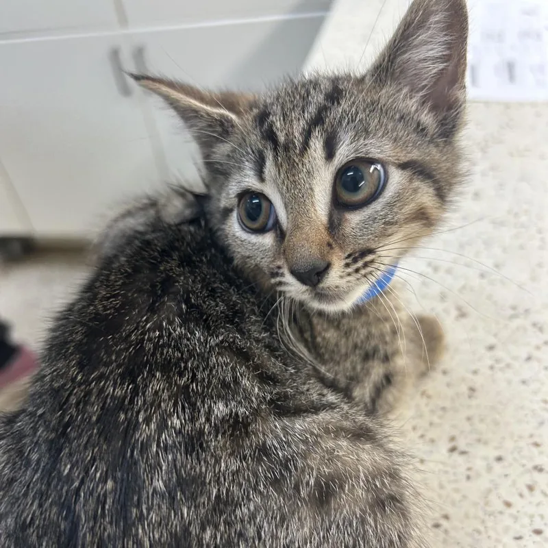 A baby small-sized male Brown / Chocolate Domestic Short Hair cat named Kavir for adoption in Auburn, AL