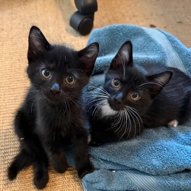 A baby small-sized male Domestic Short Hair cat named Pluto for adoption in Cumming, GA