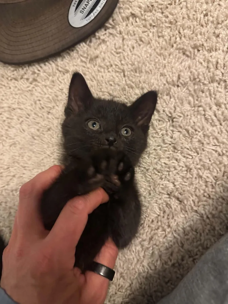 A baby small-sized male Black Domestic Short Hair cat named Milli Vanilli for adoption in Milwaukee, WI