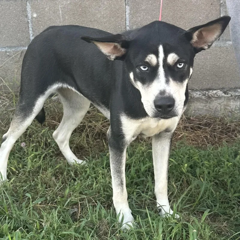 A young medium-sized female Black Husky dog named Siff Local Sept for adoption in Brookshire, TX