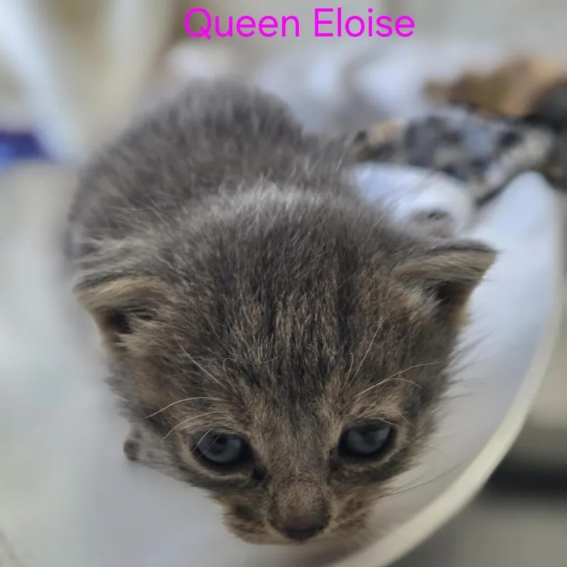 A baby small-sized female Gray / Blue / Silver Domestic Short Hair cat named Queen Eloise for adoption in Windsor, VA
