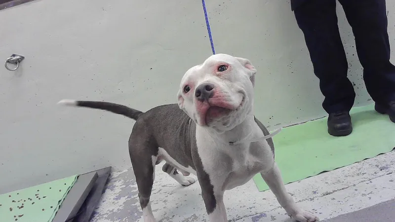 An adult medium-sized male Staffordshire Bull Terrier dog named Rudder for adoption in Houston, TX