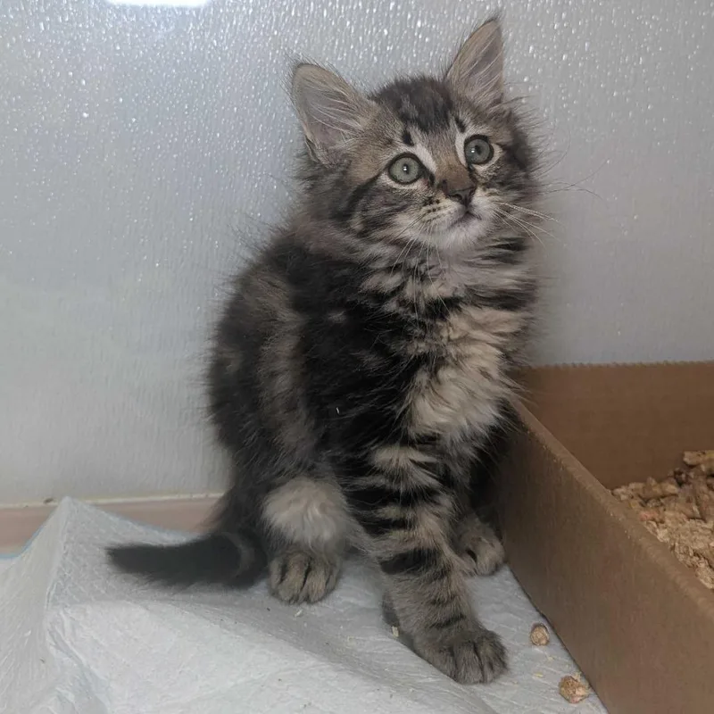 A baby small-sized male Brown / Chocolate Domestic Medium Hair cat named Collin for adoption in Sunnyvale, CA