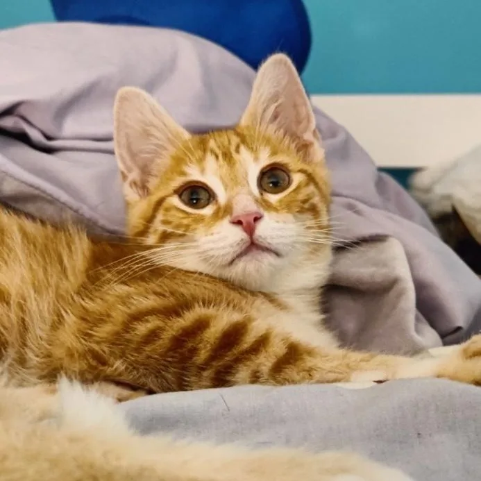 A baby medium-sized male Tabby (Orange / Red) Domestic Short Hair cat named Snickerdoodle for adoption in Washington, PA