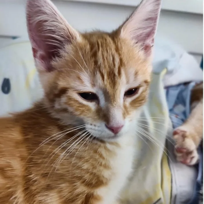 Snickerdoodle thumbnail 2