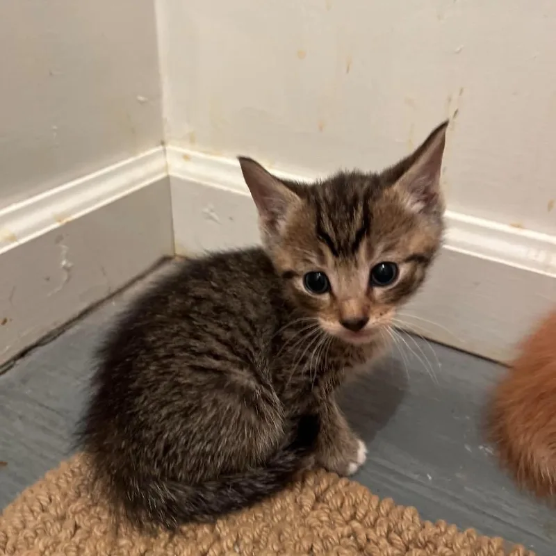 A baby small-sized male Domestic Short Hair cat named Duke for adoption in Odenville, AL
