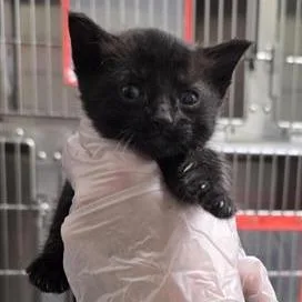 A baby small-sized female Black Domestic Short Hair cat named Castiel for adoption in Jacksonville, FL