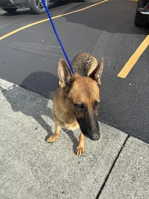 An adult large-sized female German Shepherd Dog dog named Fiona for adoption in Miami, FL