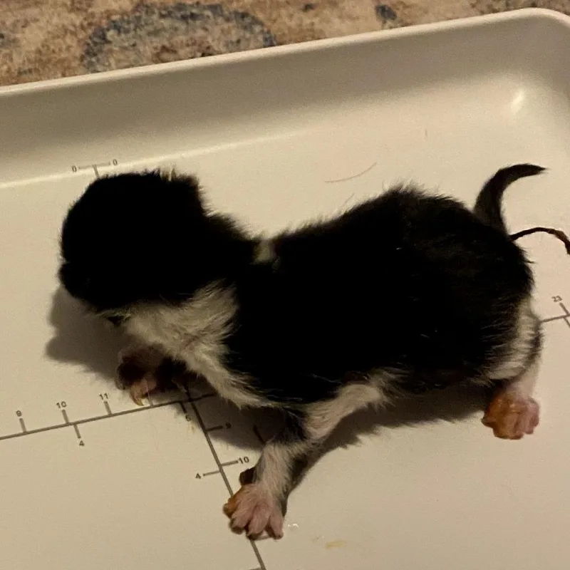 A baby small-sized female Black Domestic Short Hair cat named Skunk for adoption in Delaware, OH