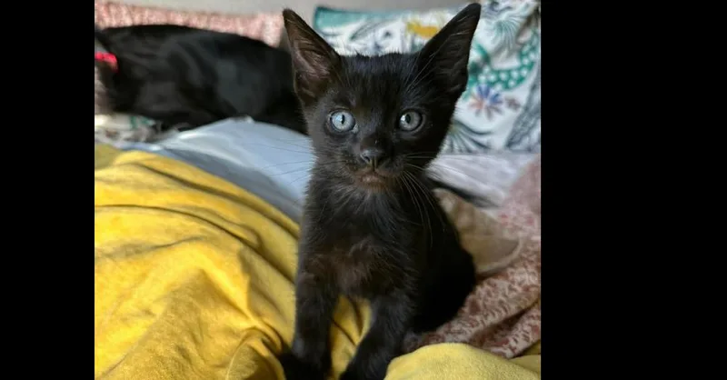 A senior small-sized male Black Domestic Short Hair cat named Hansel for adoption in Groveland, MA