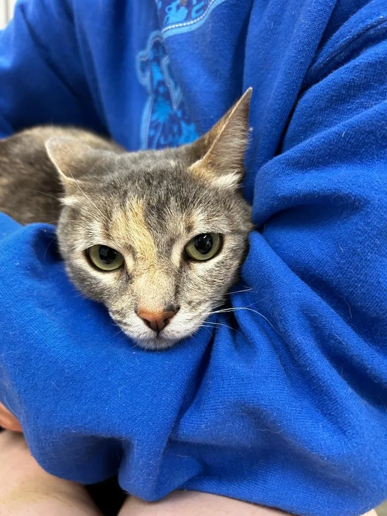 A young small-sized female Domestic Short Hair cat named Skiddle for adoption in Thousand Oaks, CA