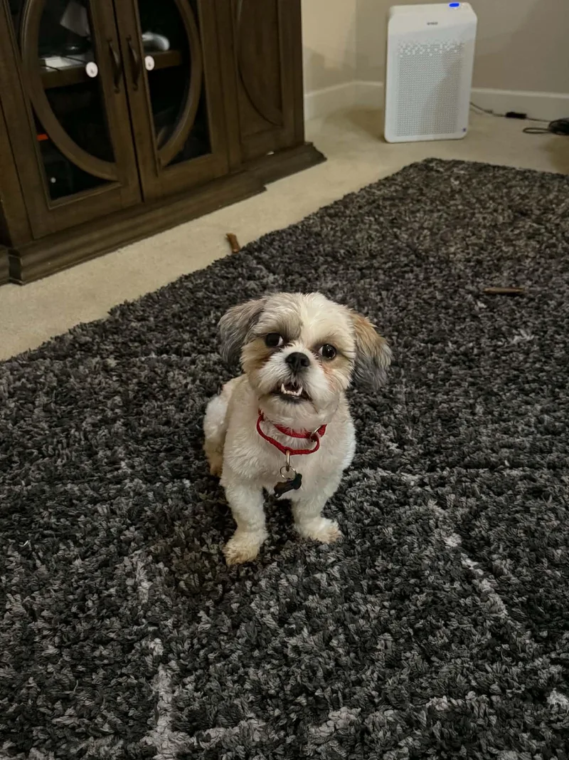A young small-sized male Shih Tzu dog named Chase for adoption in Houston, TX