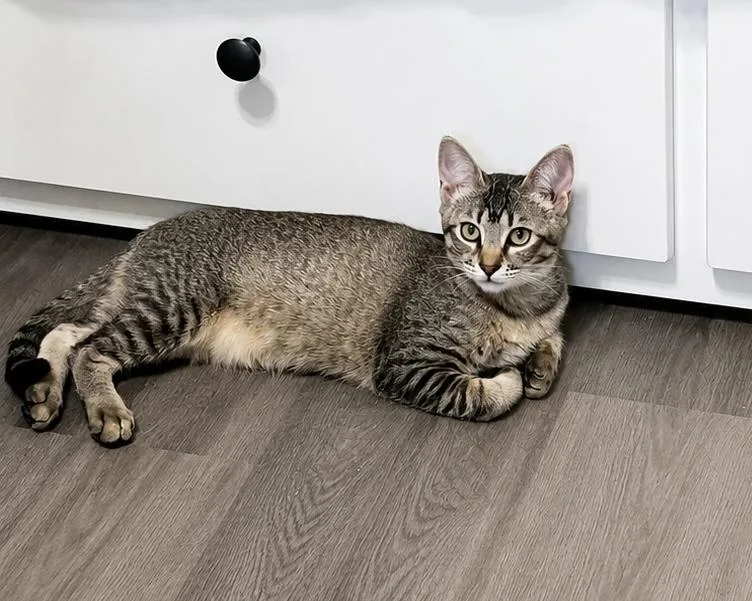 A baby small-sized female Abyssinian cat named Diana Prince for adoption in Rio Linda, CA