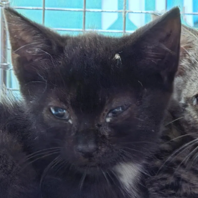 A baby small-sized female Black Domestic Short Hair cat named Darjeeling for adoption in Newark, NJ