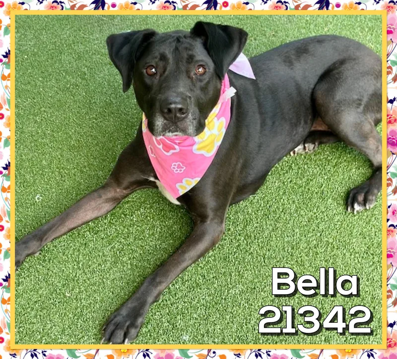 An adult large-sized female Black Labrador Retriever dog named Bella for adoption in Marietta, GA