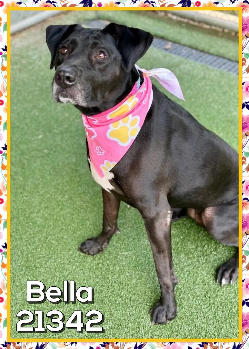 Bella thumbnail 2