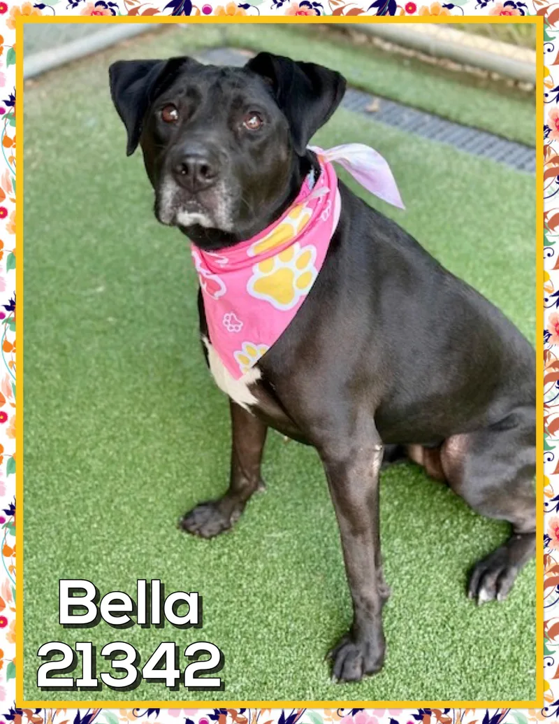 Bella thumbnail 3