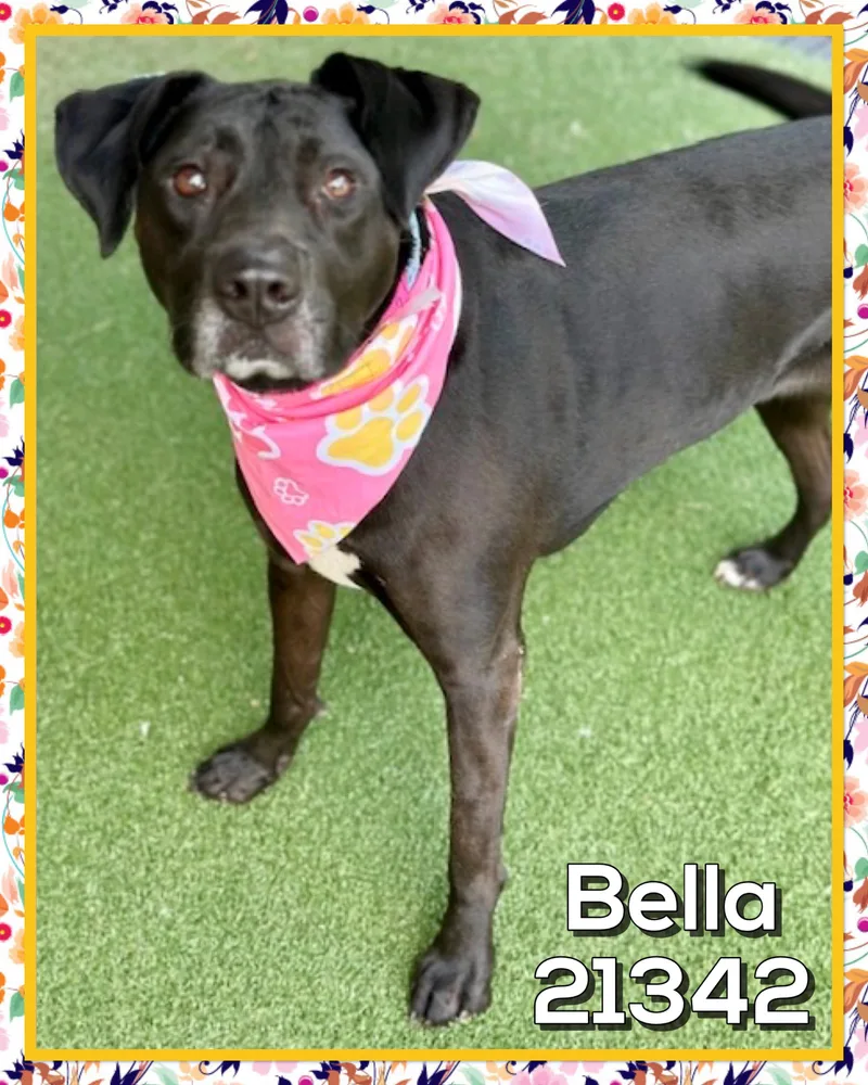 Bella thumbnail 4