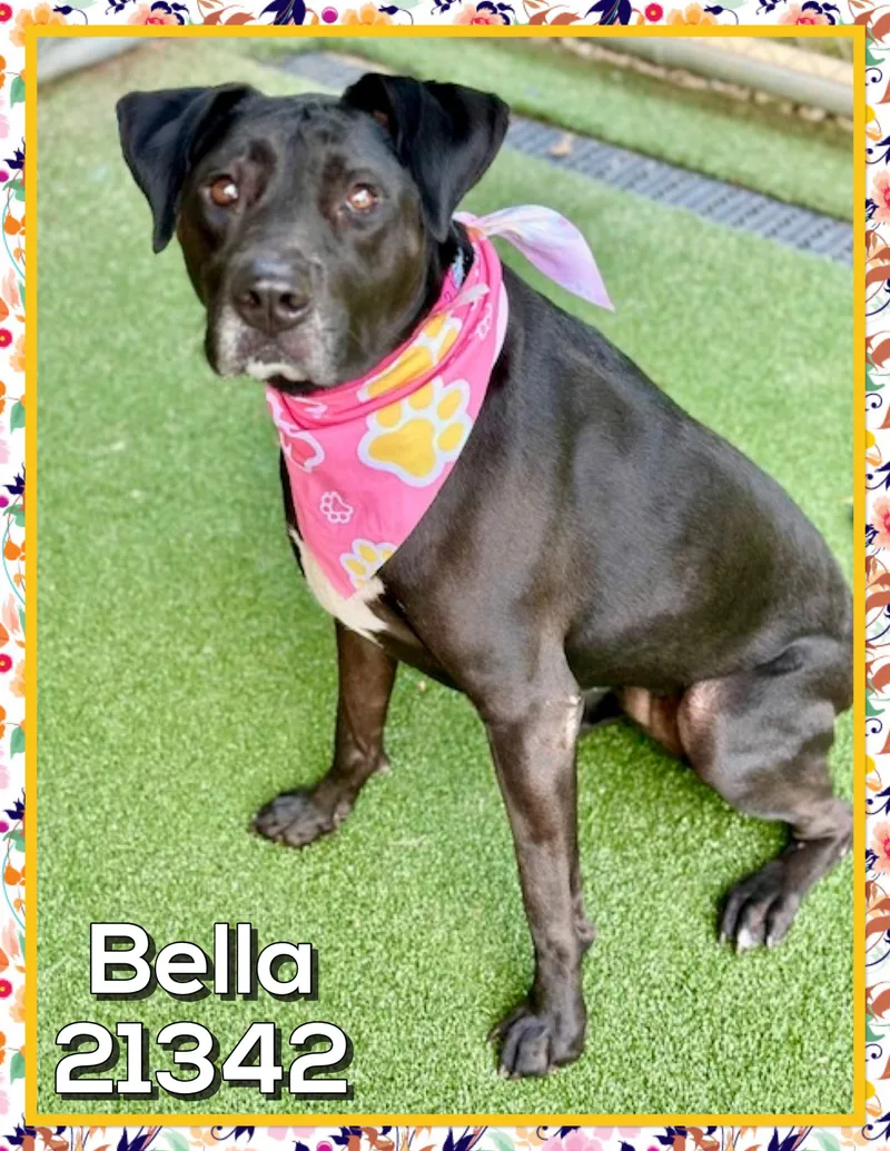 Bella thumbnail 5