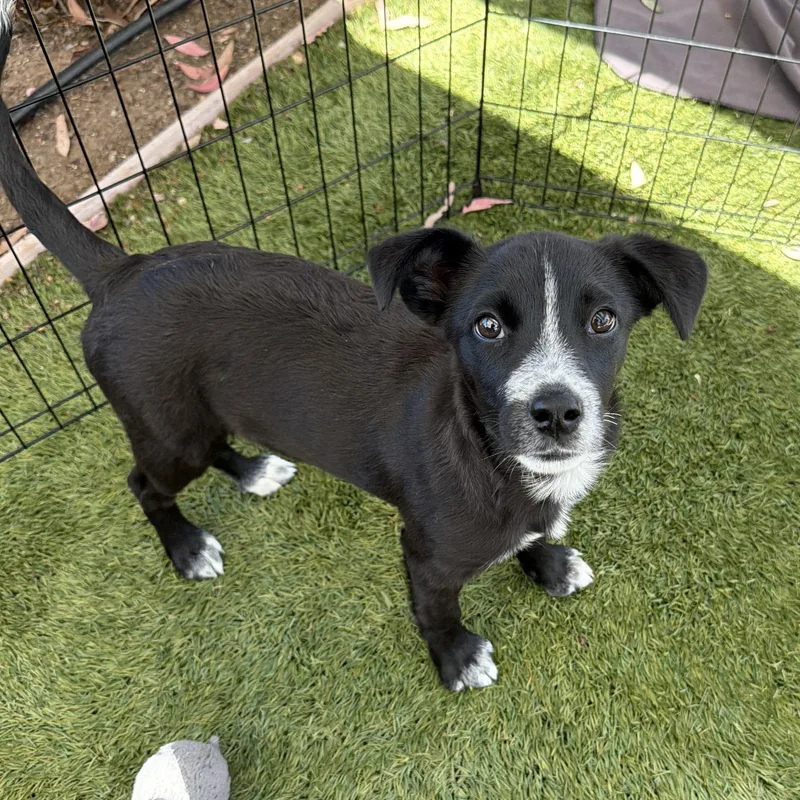 A baby small-sized female Border Collie dog named Saffron for adoption in San Diego, CA