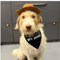 An adult medium-sized female Apricot / Beige Border Terrier dog named Molly for adoption in Tacoma, WA