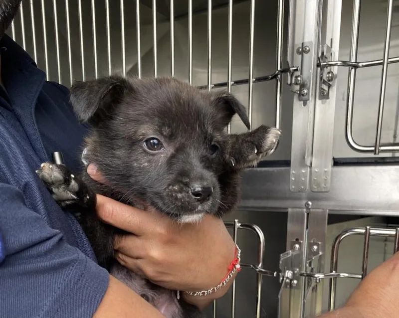 A baby small-sized male Mixed Breed dog named Kingston for adoption in Dallas, TX