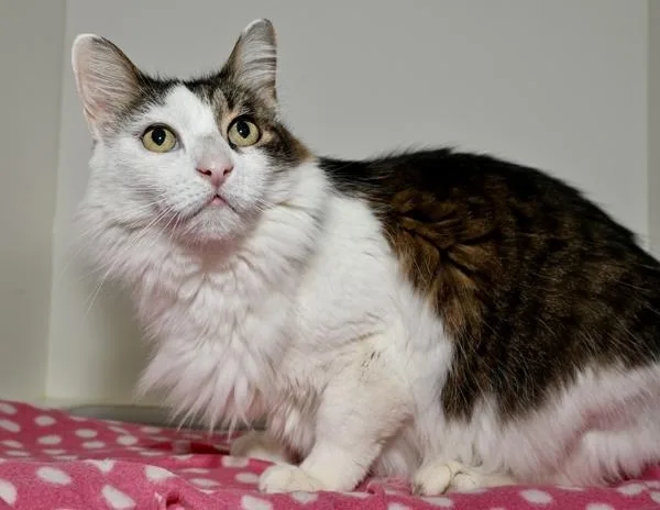 A senior medium-sized female Domestic Long Hair cat named Kc for adoption in Oceanside, CA