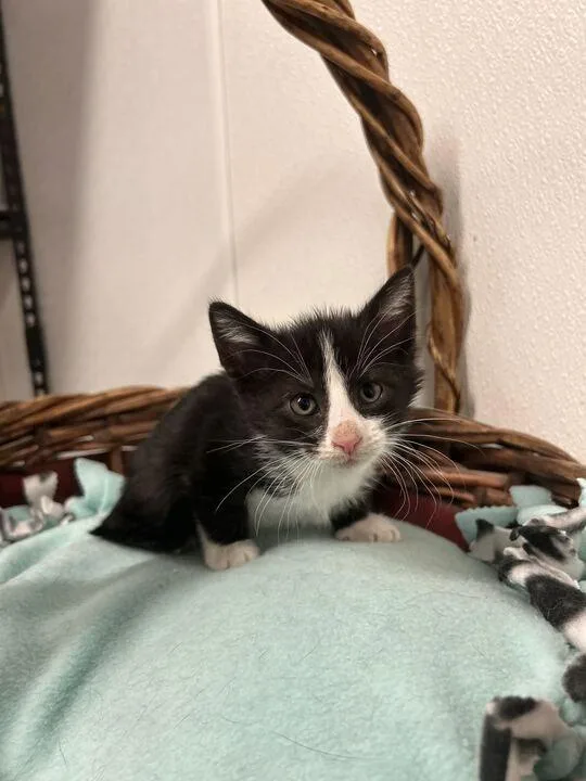 A baby medium-sized female Domestic Short Hair cat named Edith for adoption in Minot, ND