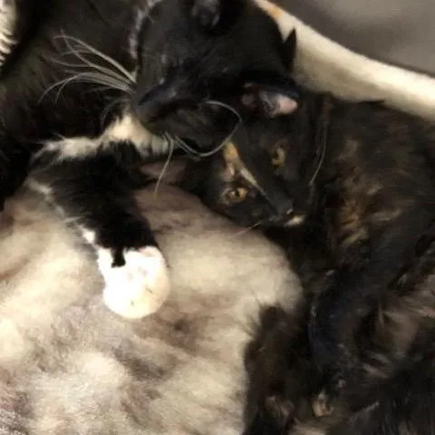 Lyra Indoor Only thumbnail 2