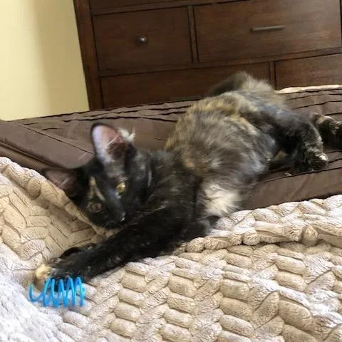 Lyra Indoor Only thumbnail 3