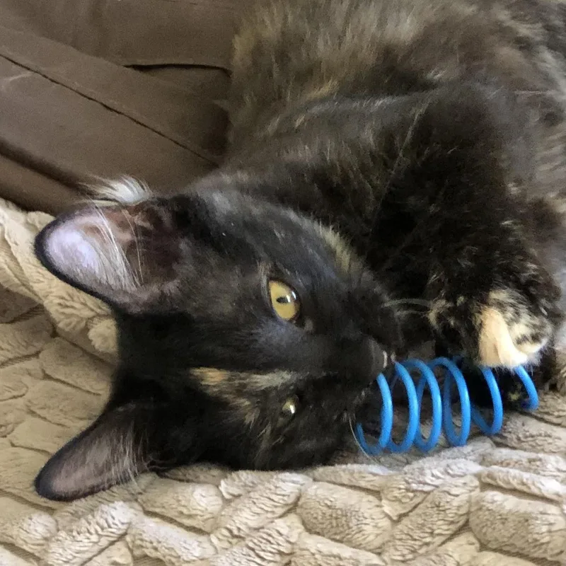 Lyra Indoor Only thumbnail 4