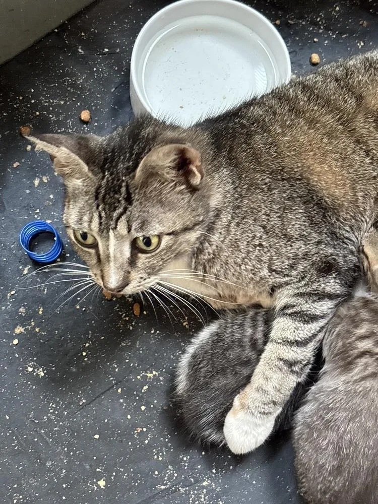 An adult medium-sized female Tabby (Brown / Chocolate) Domestic Short Hair cat named Briar for adoption in Deltona, FL