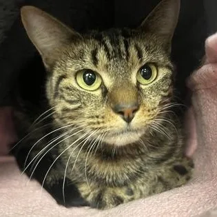 An adult small-sized female Domestic Short Hair cat named Jassy for adoption in Worcester, MA