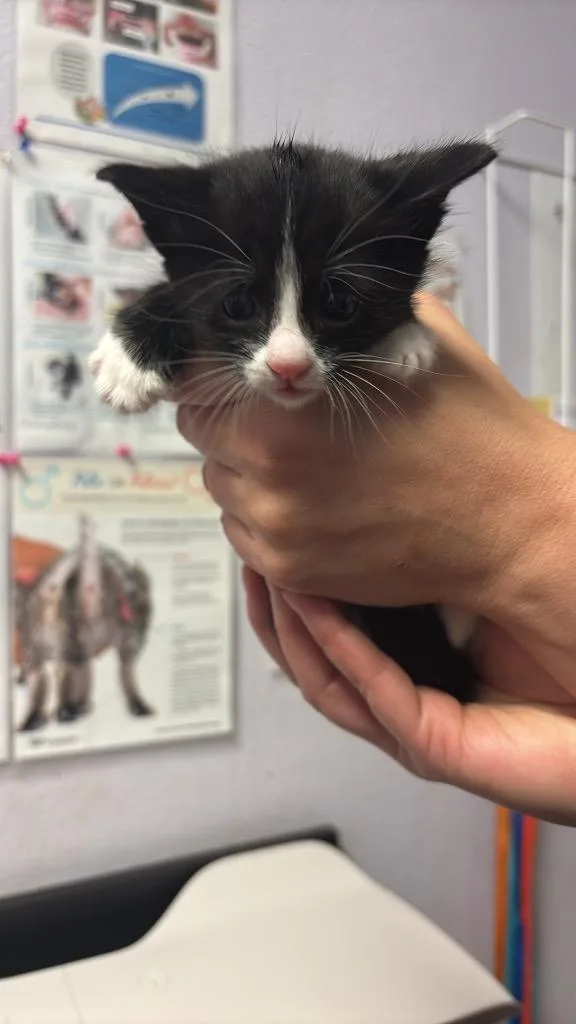 A baby small-sized female Domestic Short Hair cat named Georgie for adoption in New Braunfels, TX