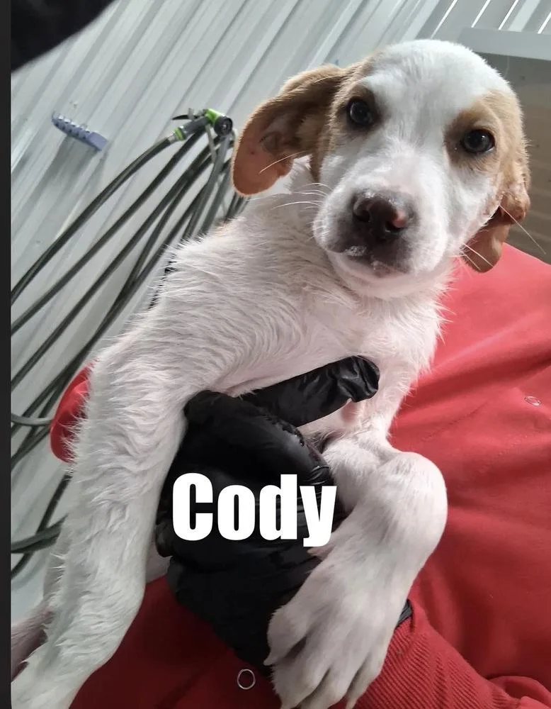 A baby large-sized male Hound dog named Cody for adoption in Irwin, PA