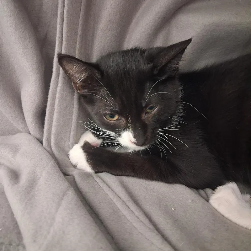 A baby medium-sized male Black & White / Tuxedo Domestic Short Hair cat named Sir Pounce for adoption in Ridgway, CO