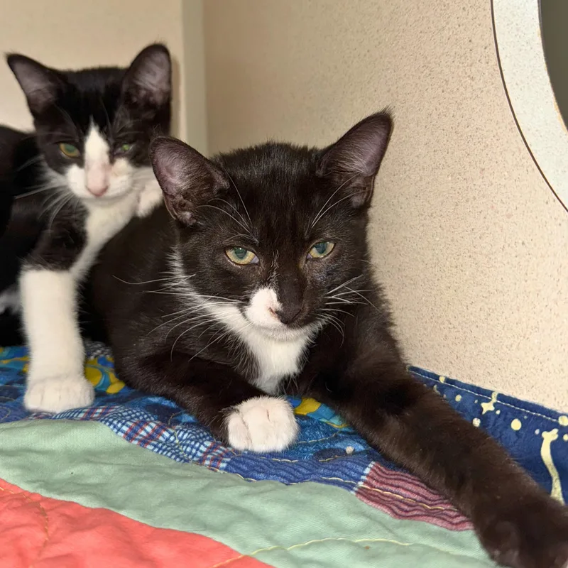 Sir Pounce thumbnail 2