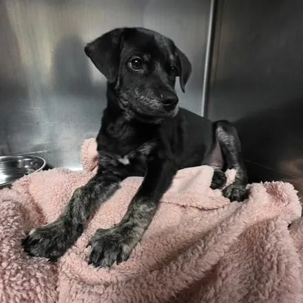A baby medium-sized male Black Spaniel dog named Chip for adoption in Lambertville, NJ