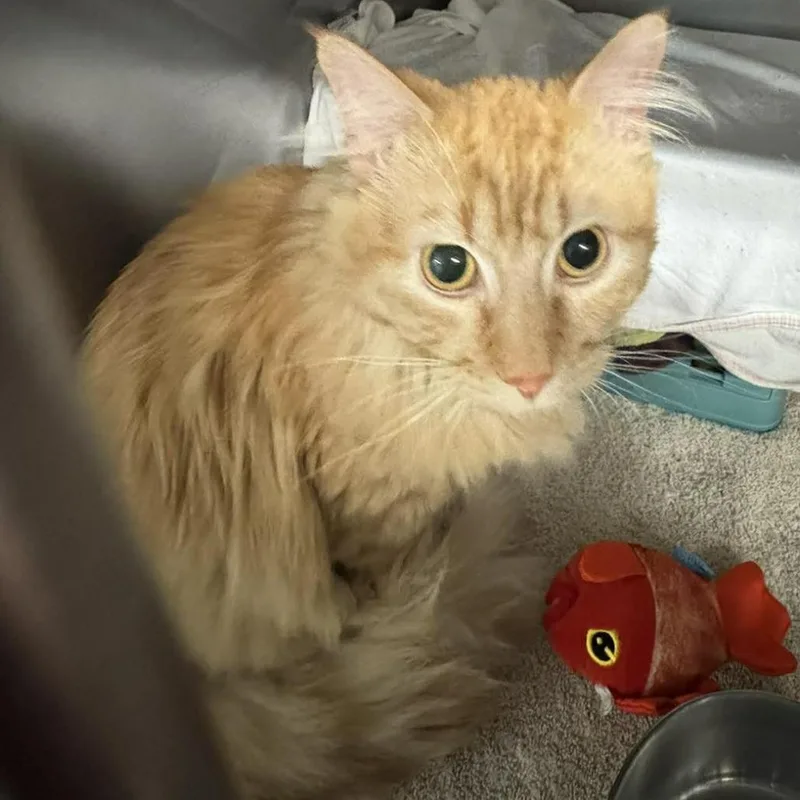 A young medium-sized male Orange / Red Domestic Medium Hair cat named Carrot Top for adoption in Edwardsville, IL