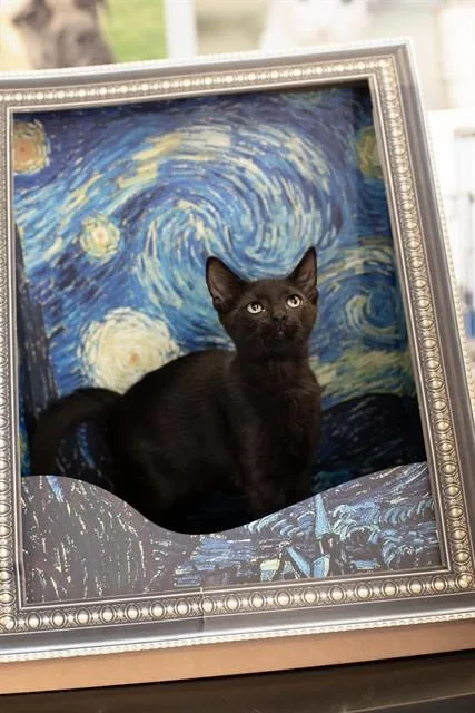 A baby small-sized male Domestic Short Hair cat named Bruno for adoption in Belleville, IL